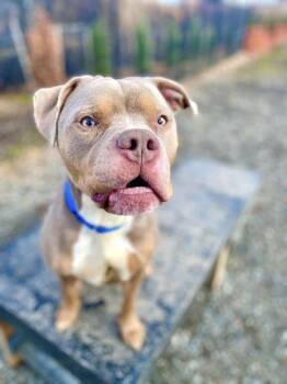 Mixed Breed Dogs Available for Adoption in Fairfax, Virginia - Rambo | PetCurious