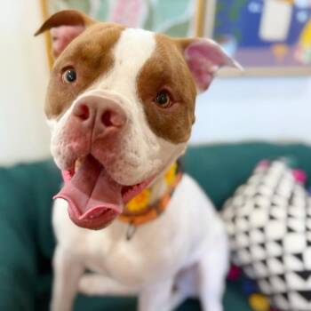 Pit Bull Terrier Dogs Available for Adoption in Friendswood, Texas - Lucy Love With The Irresistible Snuggles | PetCurious
