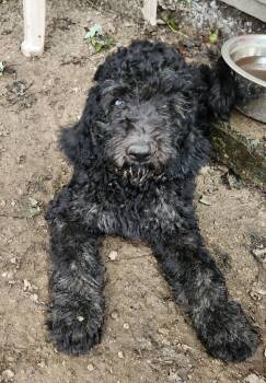 Keith -  Labradoodle Dog for Adoption in Liberty Center, Ohio - Keith | PetCurious