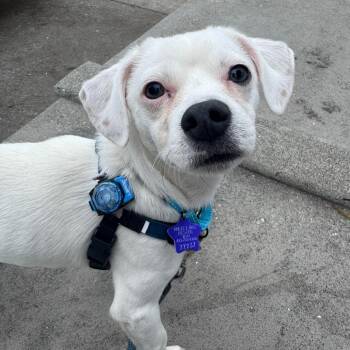 Zazu -  Mixed Breed Dog for Adoption in San Francisco, California - Zazu | PetCurious