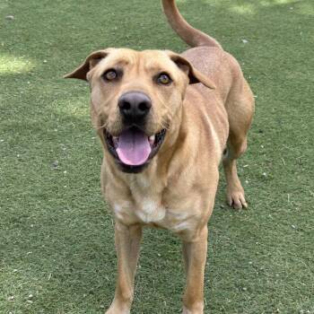 Magnum - Butler Campus! -  Mixed Breed Dog for Adoption in Flagstaff, Arizona - Magnum - Butler Campus! | PetCurious