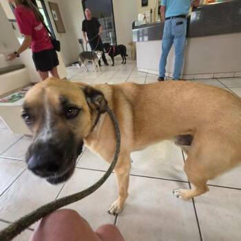 Cheddar aka Cooper -  Yellow Labrador Retriever and Mastiff Dog for Adoption in Newcastle, Oklahoma - Cheddar Aka Cooper | PetCurious