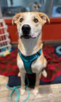 Rescue Mixed Breed Dogs for Adoption in Osseo, Michigan - Finn | PetCurious