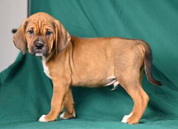 Jacob Palmer -  Beagle Dog for Adoption in Newport, Kentucky - Jacob Palmer | PetCurious