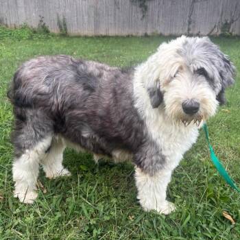 Lucy -  Sheep Dog Dog for Adoption in Cincinnati, Ohio - Lucy | PetCurious