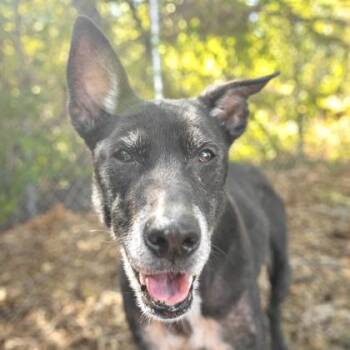 Mixed Breed Dogs Available for Adoption in Largo, Florida - Jade | PetCurious