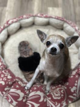 Chihuahua Dogs Available for Adoption in Alafaya, Florida - Piper | PetCurious