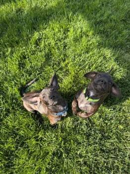 Dachshund Dogs Available for Adoption in Millcreek, Utah - Bowser | PetCurious
