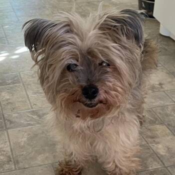 Minnie -  Mixed Breed Dog for Adoption in Bismarck, North Dakota - Minnie | PetCurious