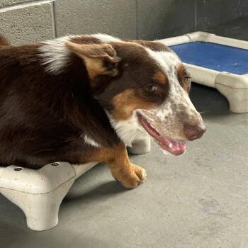 Gus -  Australian Cattle Dog Blue Heeler and Mixed Breed Dog for Adoption in West Point, Mississippi - Gus | PetCurious