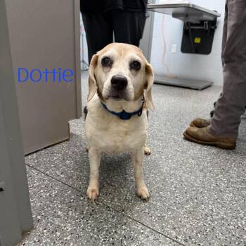 Dottie -  Beagle Dog for Adoption in Parkersburg, West Virginia - Dottie | PetCurious