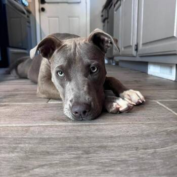 Blue -  Pit Bull Terrier Dog for Adoption in Tulsa, Oklahoma - Blue | PetCurious