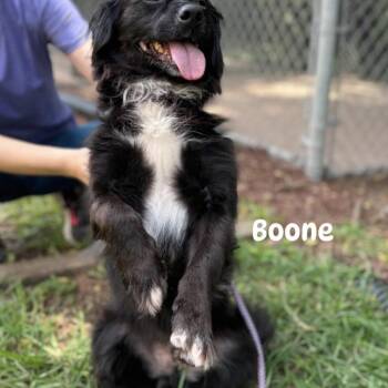 Cocker Spaniel and Mixed Breed Dogs Available for Adoption in Southside, Tennessee - Boone | PetCurious