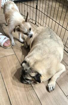 PugMan PacMan -  Pug Dog for Adoption in Manhattan Beach, California - PugMan PacMan | PetCurious