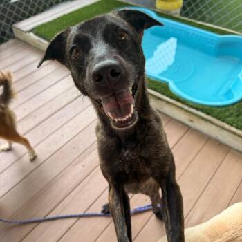 Kisa -  Mixed Breed Dog for Adoption in New York, New York - Kisa | PetCurious