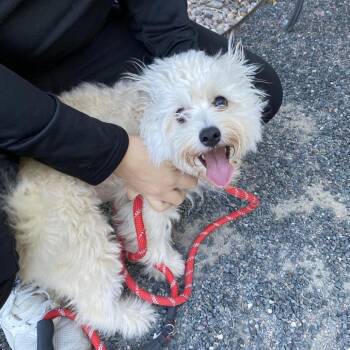 Princess Bubblegum -  Mixed Breed Dog for Adoption in Cheyenne, Wyoming - Princess Bubblegum | PetCurious