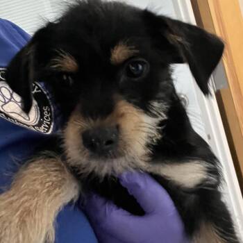 Jack -  Miniature Schnauzer Dog for Adoption in Richmond Hill, Georgia - Jack | PetCurious