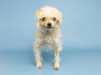 Cairn Terrier Dogs Available for Adoption in Phoenix, Arizona - LEEFA | PetCurious