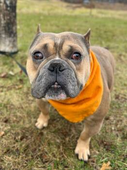 Rescue Mixed Breed Dogs for Adoption in Menomonie, Wisconsin - Tug | PetCurious