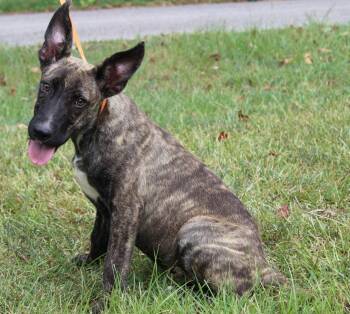 Shelby 44149 -  Belgian Shepherd Malinois Dog for Adoption in Prattville, Alabama - Shelby 44149 | PetCurious