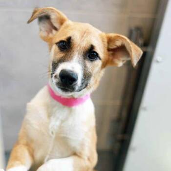 Prissy -  Shepherd and Mixed Breed Dog for Adoption in Atlanta, Georgia - Prissy | PetCurious