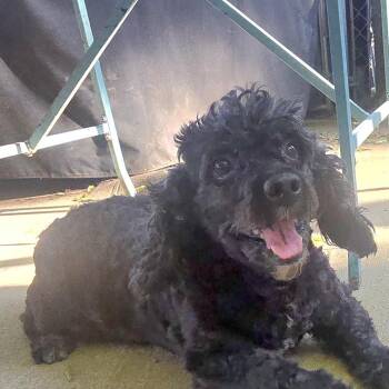 COAL -  Miniature Poodle and Miniature Schnauzer Dog for Adoption in Athens, Alabama - COAL | PetCurious