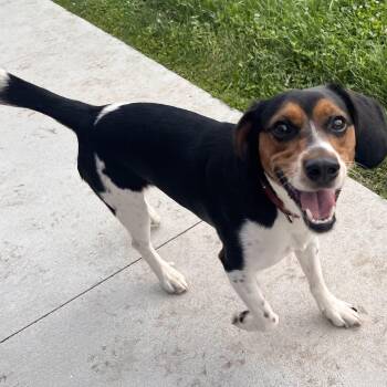 Disco -  Beagle Dog for Adoption in Plainfield, Illinois - Disco | PetCurious