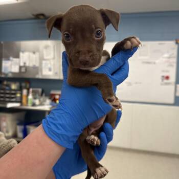 Mixed Breed Dogs Available for Adoption in Indianapolis, Indiana - Monroe | PetCurious