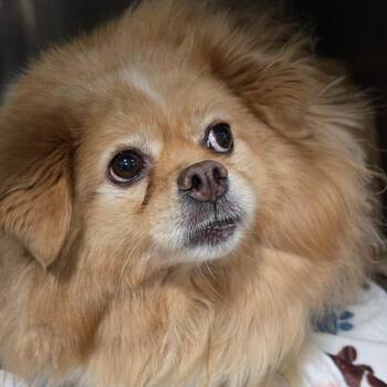 Peaches -  Pomeranian and Mixed Breed Dog for Adoption in Newark, New Jersey - Peaches | PetCurious
