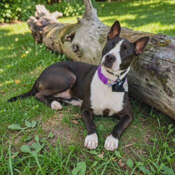 Pit Bull Terrier Dogs Available for Adoption in Houston, Texas - Crystal | PetCurious