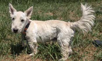 Brody -  Scottish Terrier Dog for Adoption in Beaverton, Oregon - Brody | PetCurious