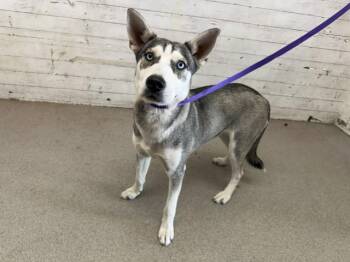 LILLY -  Siberian Husky and Mixed Breed Dog for Adoption in San Bernardino, California - LILLY | PetCurious