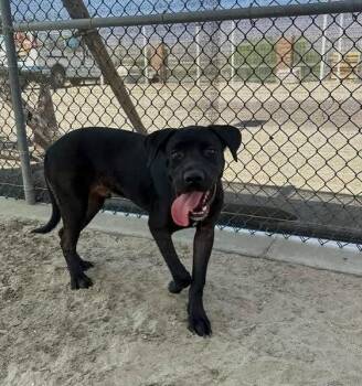 Jesse -  Labrador Retriever Dog for Adoption in San Diego, California - Jesse | PetCurious