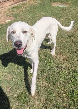Lilly A220811 -  Great Pyrenees Dog for Adoption in Plano, Texas - Lilly A220811 | PetCurious