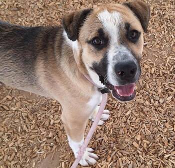 CHICO -  German Shepherd Dog and Australian Cattle Dog Blue Heeler Dog for Adoption in Albuquerque, New Mexico - CHICO | PetCurious