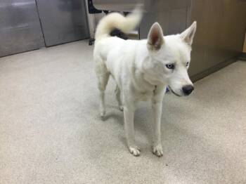 Rescue Siberian Husky Dogs for Adoption in Riverside, California - CHARMIN | PetCurious