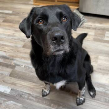 Jameson Courtesy Listed -  Black Labrador Retriever Dog for Adoption in Midland, Michigan - Jameson Courtesy Listed | PetCurious