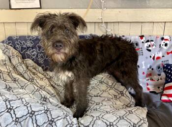 FUZZBALL -  Terrier Dog for Adoption in Fort Worth, Texas - FUZZBALL | PetCurious