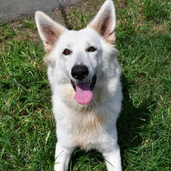 Victoria -  German Shepherd Dog Dog for Adoption in Beaumont, Texas - Victoria | PetCurious