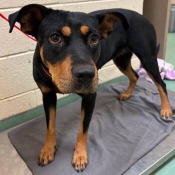 Roxy -  Mixed Breed Dog for Adoption in Memphis, Tennessee - Roxy | PetCurious