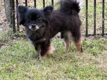 Pomeranian Dogs Available for Adoption - Matteo | PetCurious