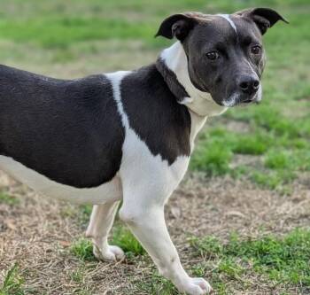 Mixed Breed Dogs Available for Adoption - Casserole | PetCurious