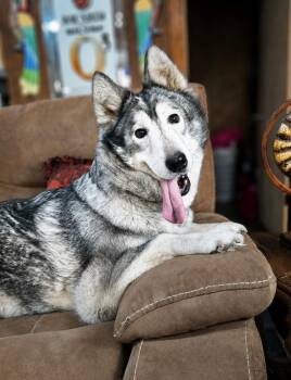 Siberian Husky Dogs Available for Adoption in Princeton, Massachusetts - Cindy Lou | PetCurious