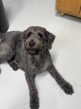 Lucy -  Labradoodle Dog for Adoption in Hartford, Kentucky - Lucy | PetCurious