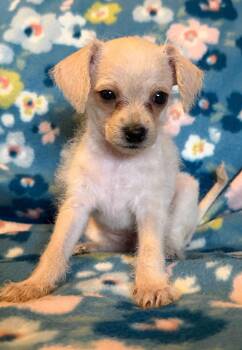 Chihuahua Dogs Available for Adoption - Arlo - A Lucy Pup | PetCurious