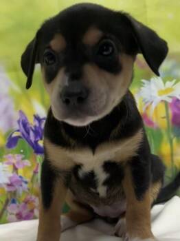 Terrier and Mixed Breed Dogs Available for Adoption in San Antonio, Texas - Amy | PetCurious