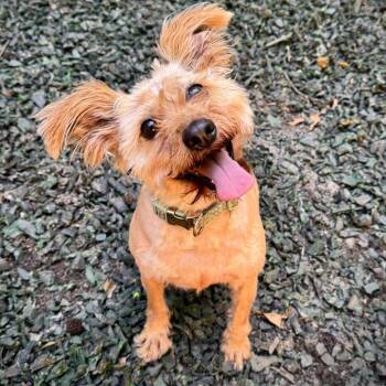 Firecracker -  Schnauzer Dog for Adoption in Decatur, Georgia - Firecracker | PetCurious