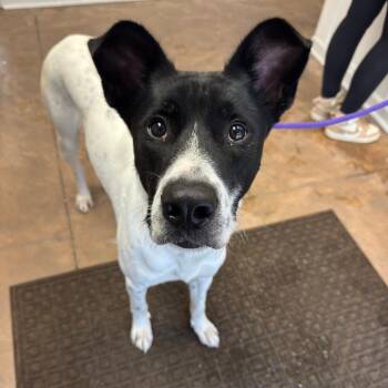 Oreo -  Pointer and Mixed Breed Dog for Adoption in Riverwoods, Illinois - Oreo | PetCurious
