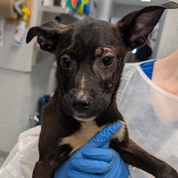 Egg -  Mixed Breed Dog for Adoption in Greenville, South Carolina - Egg | PetCurious