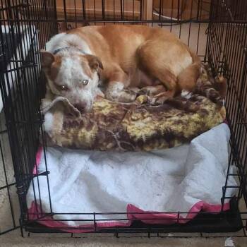 Rescue Australian Cattle Dog Blue Heeler Dogs for Adoption in Kempner, Texas - Cinnamon | PetCurious